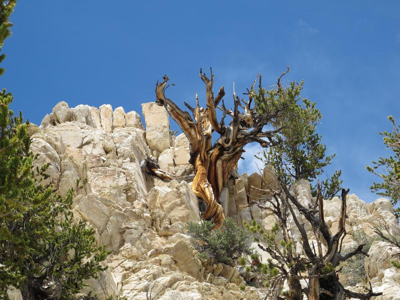 Bristlecone pine trees grow on soils and in conditions where few other species can live. (Brian Smithers/UC Davis)